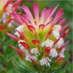 Flowering Fynbos